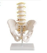 Natural big model of lumbar model of lumbar Large pelvis with five lumbar model, lumbar model 2024 - buy cheap