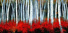 Paintings trees Birch modern art on canvas home decor High quality hand painted 2024 - buy cheap