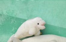 small cute plush high quality whale toy plush simulation white whales doll about 30cm 2024 - buy cheap