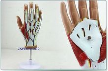 Tamanho real modelo anatômico das mãos, modelo médico de mão com nervo + suporte 2024 - compre barato