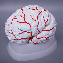 Cérebro humano com arterial totalmente dissecada, 8 peças, modelo para estudo médico natural 2024 - compre barato