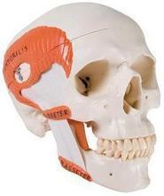 Modelo de cráneo humano con músculos masticatorios, Envío Gratis 2024 - compra barato