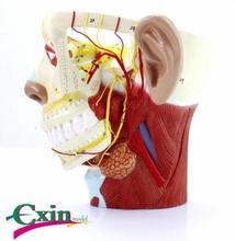 Head nerve model ENT and cosmetic surgery models Neurology model 2024 - buy cheap