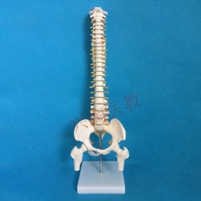 Esqueleto das pernas de coluna vertebral, modelo de esqueleto humano de 45cm, modelo médio de coluna 2024 - compre barato