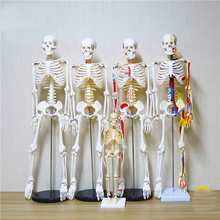 Modelo de esqueleto com 45/85cm, equipamento de ensino com nervo/coração, simulação de osso e corpo humano 2024 - compre barato