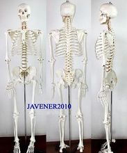 170cm Life Size Man Human Anatomical Anatomy Skeleton Medical Model +Stand 2024 - buy cheap
