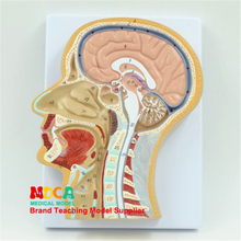 Ensino de medicina inológica, cabeça humana, seção vertical modelo msjxt002 2024 - compre barato