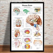 HD настенный художественный анатомический плакат человеческого тела анатомическая система карта тела холст картина Печать Прямая поставка домашний декор 2024 - купить недорого