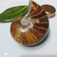 1pc about 350 grams Rare Gorgeous Jade Ammonite Fossil Specimen Shell Healing, Madagascar 9-10cm 2024 - buy cheap