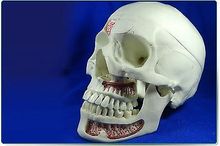 Имитация человеческой анатомической анатомии голова черепа 2024 - купить недорого