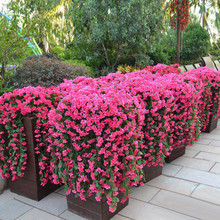 Artificial flor violeta pared cesta al estilo glicinia colgante guirnalda de Viña flores casa jardín decoración falso violeta FEB27 2024 - compra barato