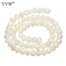 Cultured Freshwater Pearl Beads natural white 5-6mm Approx 0.8mm Sold Per Approx 14 Inch Strand 2024 - buy cheap