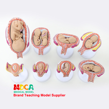 Modelo de crecimiento prenatal para el embarazo, modelo de ginología para enseñanza médica fetal infantil, MPT004 2024 - compra barato