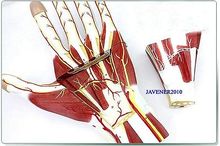 Human Anatomical Anatomy Hand Medical Model Nerve Blood Vessel Divided 2024 - buy cheap