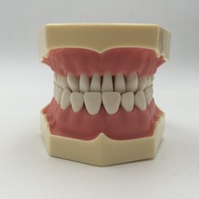 Encías suaves dentales de buena calidad, modelo de dientes con tougneTypodont con 32 dientes extraíbles, NISSIN 200, Compatible, envío gratis 2024 - compra barato
