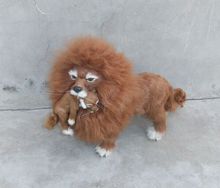 new simulation lion toy handicraft lifelike lion doll with a small lion in the mouth gift about 50x33cm 2024 - buy cheap