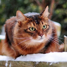 Kit de bordado de punto de cruz con pintura de diamantes Diy, taladro cuadrado/redondo, mosaico de diamantes de imitación con Gato de nieve para artesanías completas, costura 2024 - compra barato