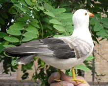 Модель птицы Чайка из полиэтилена и перьев, примерно 25 см, ручная работа, украшение для сада s1129 2024 - купить недорого