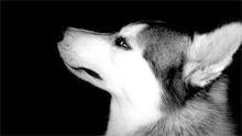 huskies classical photography Home Decoration art work Print On Canvas unframed Free Shipping 2024 - buy cheap