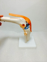 Odontologia Humana em Tamanho natural Modelo de Articulação Do Joelho crânio Anatomia veterinaria Cabeça médica médica modelos manequins de formação em enfermagem 2024 - compre barato