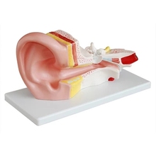 Modelo de sistema auditivo humano para orelha, labirinto de orelha interna, 32*16*11cm, 3x, 2 peças, frete grátis 2024 - compre barato
