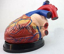 Увеличение анатомической анатомии сердца, медицинская модель для обучения 2024 - купить недорого