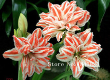 Amaryllis seeds, free shipping cheap Amaryllis seeds, Barbados lily potted seed, Bonsai balcony flower - 100 pcs/bag 2024 - compre barato
