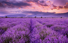 Pano de vinil para estúdio fotográfico e pôr-do-sol, campo de lavanda, linhas e pano de alta qualidade para impressão em computador 2024 - compre barato