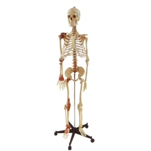 adult skeleton with Articular ligament model 170cm Medical teaching human model free shipping 2024 - buy cheap