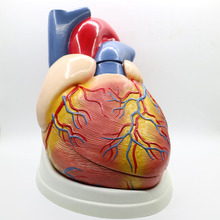 Modelo de anatomía cardíaca 5 veces grande de PVC, herramienta de enseñanza médica, herramienta de instrucción, figuritas de clínica 2024 - compra barato