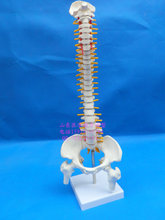 human skeleton model  45cm spine model spine vertebral spine model 2024 - buy cheap