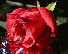 UnFrame картина маслом по номерам Настенный декор diy живопись на холсте для домашнего декора 4050 красная роза 2024 - купить недорого