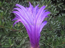 10pcs beautiful purple rooster tail feathers 12-14 inches 30-35cm diy decoration 2024 - buy cheap