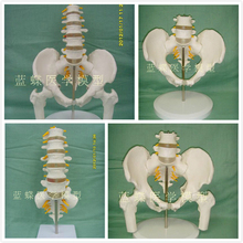 Female pelvis with two lumbar vertebrae model human skeleton model pelvis model lumbar femur 2024 - buy cheap