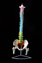 Modelo de esqueleto de coluna humana, exercícios ortopédicos adultos com discos cervical para lombar e cor 2024 - compre barato