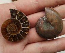 1PC Spiral Ammolite Natural Ammonite Fossil Natural Handicraft Pieces Played On Palms Nice Gift For Stone Collection 2.5-3.5cm 2024 - buy cheap