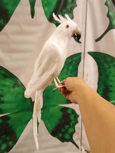 simulation bird 40cm white parrot model toy craft,photography,teaching props,garden decoration a1905 2024 - buy cheap