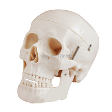 Non-toxic PVC Adult skull model 1:1 three removable tooth clinic simulation skulls cranium medical college decorative Figurines 2024 - buy cheap