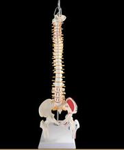 45cm Human spine model with nerve mark surgery lumbar cervical pelvis skeleton model 2024 - buy cheap