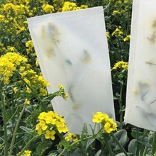 Bolsas de papel de ácido sulfurico de maíz y trigo, embolsado de frutas para cultivos agrícolas, bolsas de pergamino de cría de polinización, 100 Uds. 2024 - compra barato