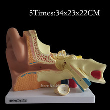 Modelo de anatomía del oído humano, 5 veces, que muestra la estructura de los órganos centrales de los oídos y externos, suministros de enseñanza médica, 34x23x22cm 2024 - compra barato