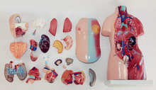 Uniex-Torso humano de 45CM, modelo de estructura de anatómico, órgano interno, 23 partes 2024 - compra barato