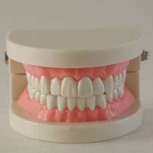 Modelo de crescimento dental para cuidados com a saúde bucal, brinquedo para ensino de crianças, desenvolvimento de estrutura dental, 2016 2024 - compre barato