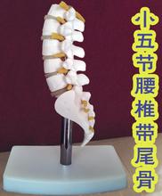 15cm Skeleton Lumbar Disc Disease Spine Model Fifth section lumbar spine Medical Science Teaching Hips body mannequins C010 2024 - buy cheap