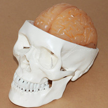 Medical 1:1 Human skull model Brain anatomy model free shipping 2024 - buy cheap