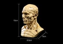 Resin Skull Muscle skull model Medical simulation mannequin bust skull 2024 - buy cheap