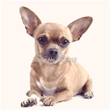 Kit de pintura completa com diamantes e bordados, faça você mesmo, ponto cruz, chihuahua, animal de estimação, cachorro, 5d, broca, decoração de casa, yg386 2024 - compre barato