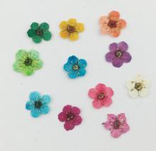 100pcs Pressed Dried Plum Blossom Flower Plant Herbarium For Times Gems Jewelry Pendant Rings Earrings Flower Making Accessories 2024 - buy cheap