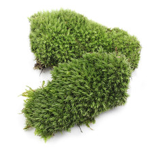 Piedra Artificial de Coral verde musgo, planta de césped en maceta, Micro paisaje de hadas, decoración de Acuario, 1 Uds. 2024 - compra barato