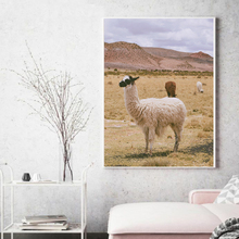 Moda lhama cartazes e impressões alpaca arte da parede pintura em tela imagem nordic animal cartaz para sala de estar decoração casa 2024 - compre barato